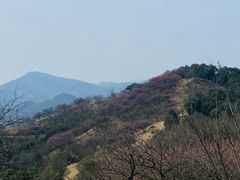 -新建村梅花