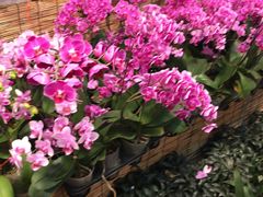 -双季花艺园艺市场(浦东店)