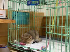 -瑞派宠物医院·24小时骨科·心脏·核磁(哈尔滨南岗店)