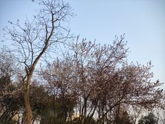 -重庆中央公园(渝北区)