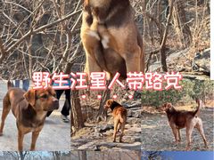 -北京鹫峰国家森林公园