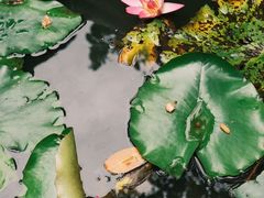 -瑞丽独树成林风景区