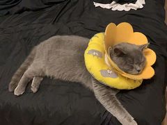 -帕帕拉兹宠物(亚洲旗舰店)