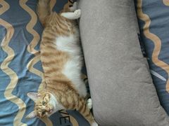 -佑安动物医院·全科·内窥镜中心(幸福巷店)