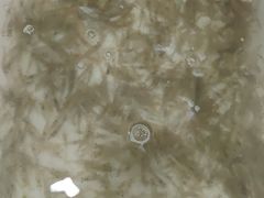 -高淳老街