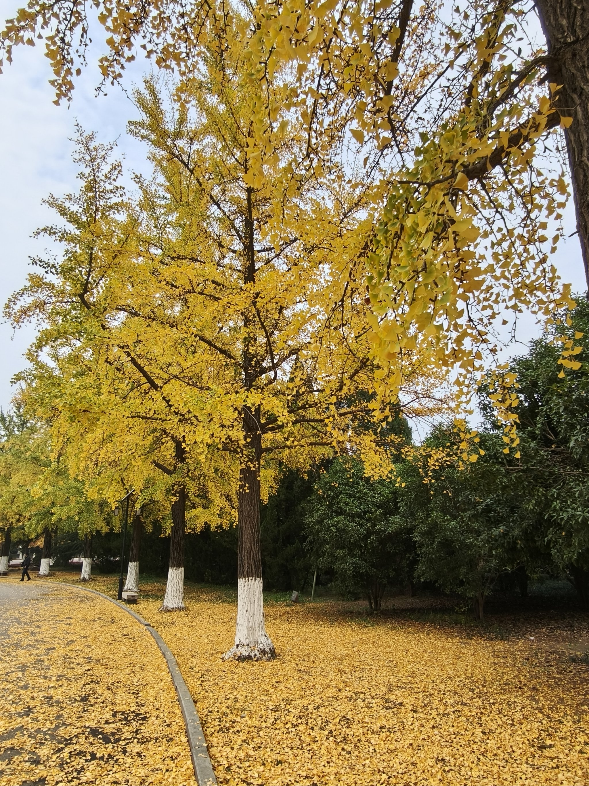 徐州市市树图片