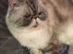 -猫色咖啡·猫咖