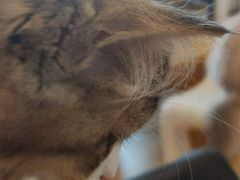 -有喵·猫咖·狗咖·30几只猫10只小狗(岗厦店)