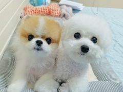 -爱侣宠医·鹦鹉专科·小型哺乳类·异宠专科(灵石路店)