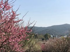 -香雪海