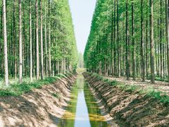 -黄海国家森林公园