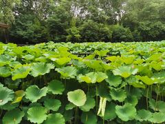 -合肥三国新城遗址公园