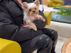 -帕帕拉兹宠物(亚洲旗舰店)