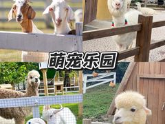 -上海山野camping·户外天幕烧烤·团建拓展营地