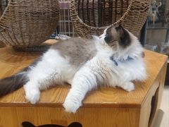 -藏猫猫咖啡主题馆(中央大道店)