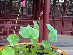 -惠山古镇·寄畅园