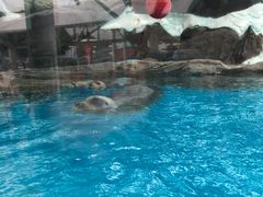-海合安成都极地海洋公园
