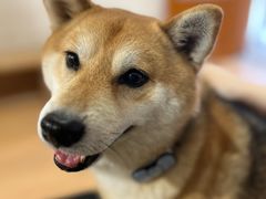 -是阿柴呀！柴犬咖啡·爱喵喵猫咖