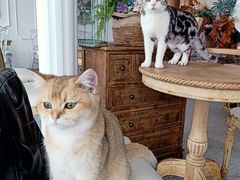 -共舞时光猫咖·狗咖(新街口店)