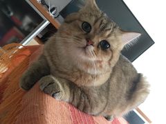 -猫大福·Fortune Cat猫舍(百子湾店)