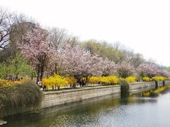 -海棠花溪(元大都城垣遗址公园)