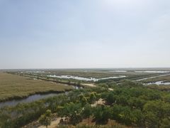 -南大港湿地风景区