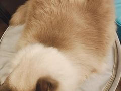 -MOCHA明星猫咖(田子坊店)