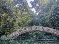 -西双版纳原始森林公园