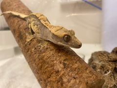 -酷以爬仙阁实体爬宠店·守宫·蜥蜴·专业繁育