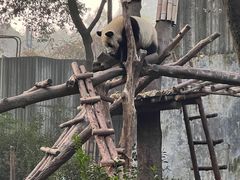 -成都大熊猫繁育研究基地