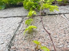 -相门城墙文化休闲景区