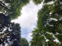 -武陵山森林公园