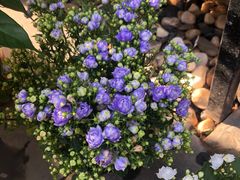 -桂林市花鸟市场