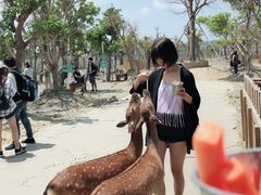 -鹿境梅花鹿生态园区
