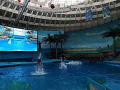-海合安成都极地海洋公园