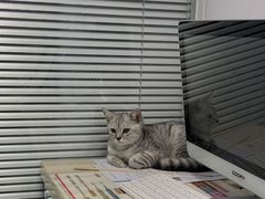 -莘程宠物医院(金山店)