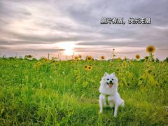 -贡湖湾湿地公园