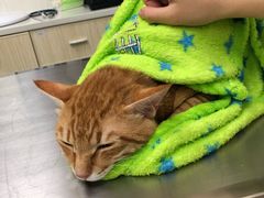 -凯特喵百思猫专科医院