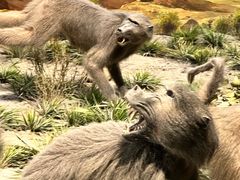 -国家自然博物馆