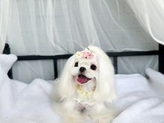 -鑫艺宠物美容培训学校