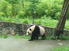 -都江堰中华大熊猫苑