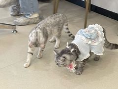 -共舞时光猫咖·狗咖(新街口店)