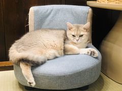 -逗柴咖啡屋·狗咖猫咖宠物桌游