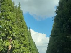 -黄海国家森林公园