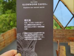 -怀托摩萤火虫洞