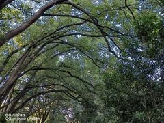 -上海佘山国家森林公园天马山园