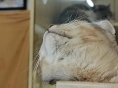 -平行世界·猫咖(首经贸店)