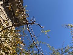 -喵屿·大理花园猫咖