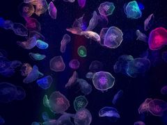 -海合安成都极地海洋公园