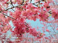 -天适樱花悠乐园